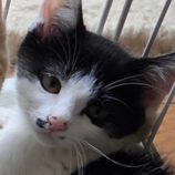 7月13日の新田店に参加する猫のへやの保護猫10