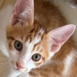 7月13日の新田店に参加する猫のへやの保護猫11