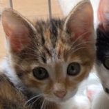 7月13日の新田店に参加する猫のへやの保護猫12