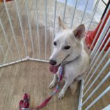 8月3日のジョイホン吉岡店に参加する命こそ宝の保護犬02