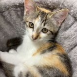 8月17日の千葉ニュータウン店に参加する花ねこ千葉の保護猫01