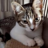 8月17日の千葉ニュータウン店に参加する花ねこ千葉の保護猫02