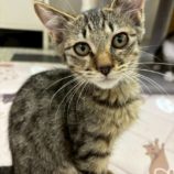 8月17日の千葉ニュータウン店に参加する花ねこ千葉の保護猫03