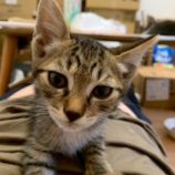 8月17日の千葉ニュータウン店に参加する花ねこ千葉の保護猫04