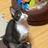 8月17日の千葉ニュータウン店に参加する花ねこ千葉の保護猫05