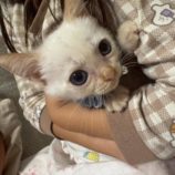 8月17日の千葉ニュータウン店に参加する花ねこ千葉の保護猫06