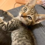 8月17日の千葉ニュータウン店に参加する花ねこ千葉の保護猫07