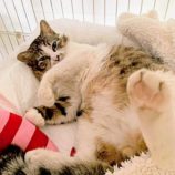 8月17日の千葉ニュータウン店に参加する花ねこ千葉の保護猫09