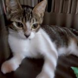 8月17日の千葉ニュータウン店に参加する花ねこ千葉の保護猫10