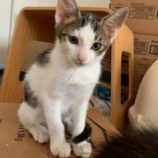 8月17日の千葉ニュータウン店に参加する花ねこ千葉の保護猫11