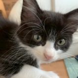 8月17日の千葉ニュータウン店に参加する花ねこ千葉の保護猫13