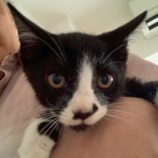 8月17日の千葉ニュータウン店に参加する花ねこ千葉の保護猫15