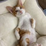 8月17日の千葉ニュータウン店に参加する花ねこ千葉の保護猫16