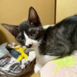 8月17日の千葉ニュータウン店に参加する花ねこ千葉の保護猫17