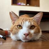 8月17日の千葉ニュータウン店に参加する花ねこ千葉の保護猫18