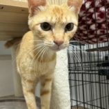 8月17日の千葉ニュータウン店に参加する花ねこ千葉の保護猫19