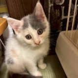 8月17日の千葉ニュータウン店に参加する花ねこ千葉の保護猫20