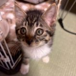 8月17日の千葉ニュータウン店に参加する花ねこ千葉の保護猫22