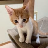 8月17日の千葉ニュータウン店に参加する花ねこ千葉の保護猫24