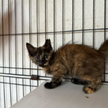 8月17日のひたちなか店に参加するホーリーキャットの保護猫01