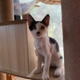 8月17日のひたちなか店に参加するホーリーキャットの保護猫02