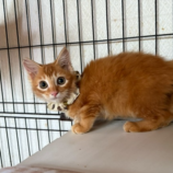 8月17日のひたちなか店に参加するホーリーキャットの保護猫04