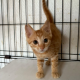 8月17日のひたちなか店に参加するホーリーキャットの保護猫05