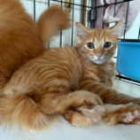 8月17日のひたちなか店に参加するホーリーキャットの保護猫06