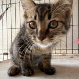 8月17日のひたちなか店に参加するホーリーキャットの保護猫08