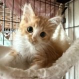 8月17日のひたちなか店に参加するホーリーキャットの保護猫12