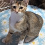 8月17日のひたちなか店に参加するホーリーキャットの保護猫13