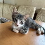 8月17日のひたちなか店に参加するホーリーキャットの保護猫16