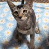 8月17日のひたちなか店に参加するホーリーキャットの保護猫17