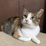 8月17日のひたちなか店に参加するホーリーキャットの保護猫19