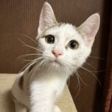 8月17日のひたちなか店に参加するホーリーキャットの保護猫21