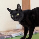 8月17日のひたちなか店に参加するホーリーキャットの保護猫27