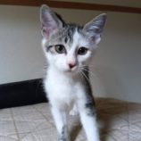 8月17日のひたちなか店に参加するホーリーキャットの保護猫28