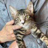 8月31日のひたちなか店に参加するネコスぺ事務局の保護猫01