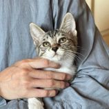 8月31日のひたちなか店に参加するネコスぺ事務局の保護猫02