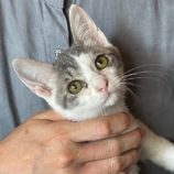 8月31日のひたちなか店に参加するネコスぺ事務局の保護猫03