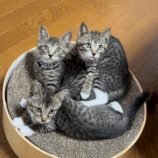 8月31日のひたちなか店に参加するネコスぺ事務局の保護猫04