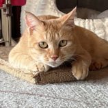 8月31日のひたちなか店に参加するネコスぺ事務局の保護猫05