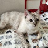 8月31日のひたちなか店に参加するネコスぺ事務局の保護猫06