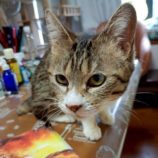 8月31日のひたちなか店に参加するネコスぺ事務局の保護猫08