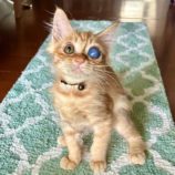 8月31日のひたちなか店に参加するネコスぺ事務局の保護猫09