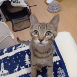 8月31日のひたちなか店に参加するネコスぺ事務局の保護猫10