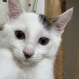 8月31日のひたちなか店に参加するネコスぺ事務局の保護猫11