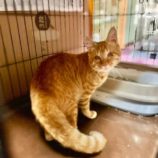 8月31日のひたちなか店に参加するネコスぺ事務局の保護猫13