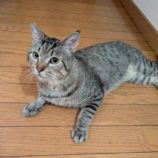 8月31日のひたちなか店に参加するネコスぺ事務局の保護猫14