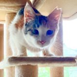 8月31日のひたちなか店に参加するネコスぺ事務局の保護猫15